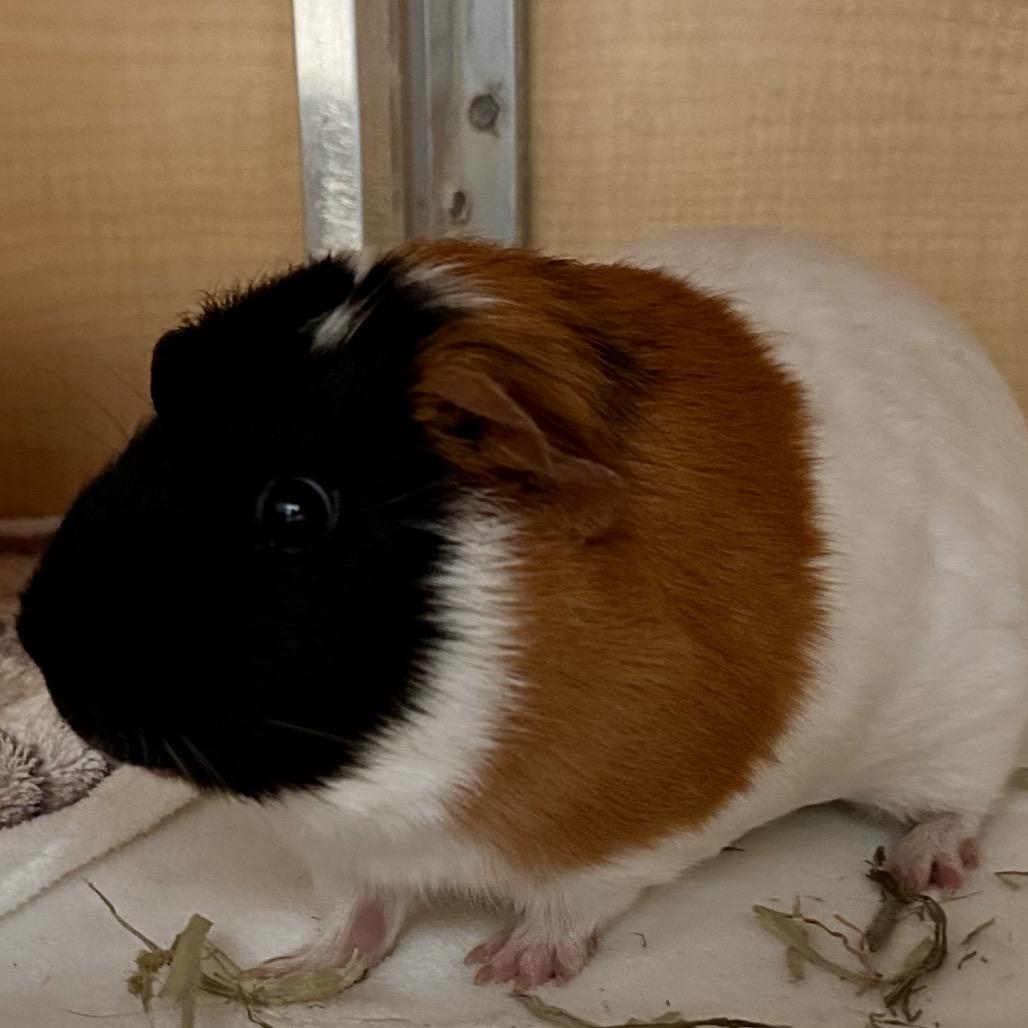 Enlarge Thomas, a Adoptable Guinea Pig in Chesapeake, VA image 3/3