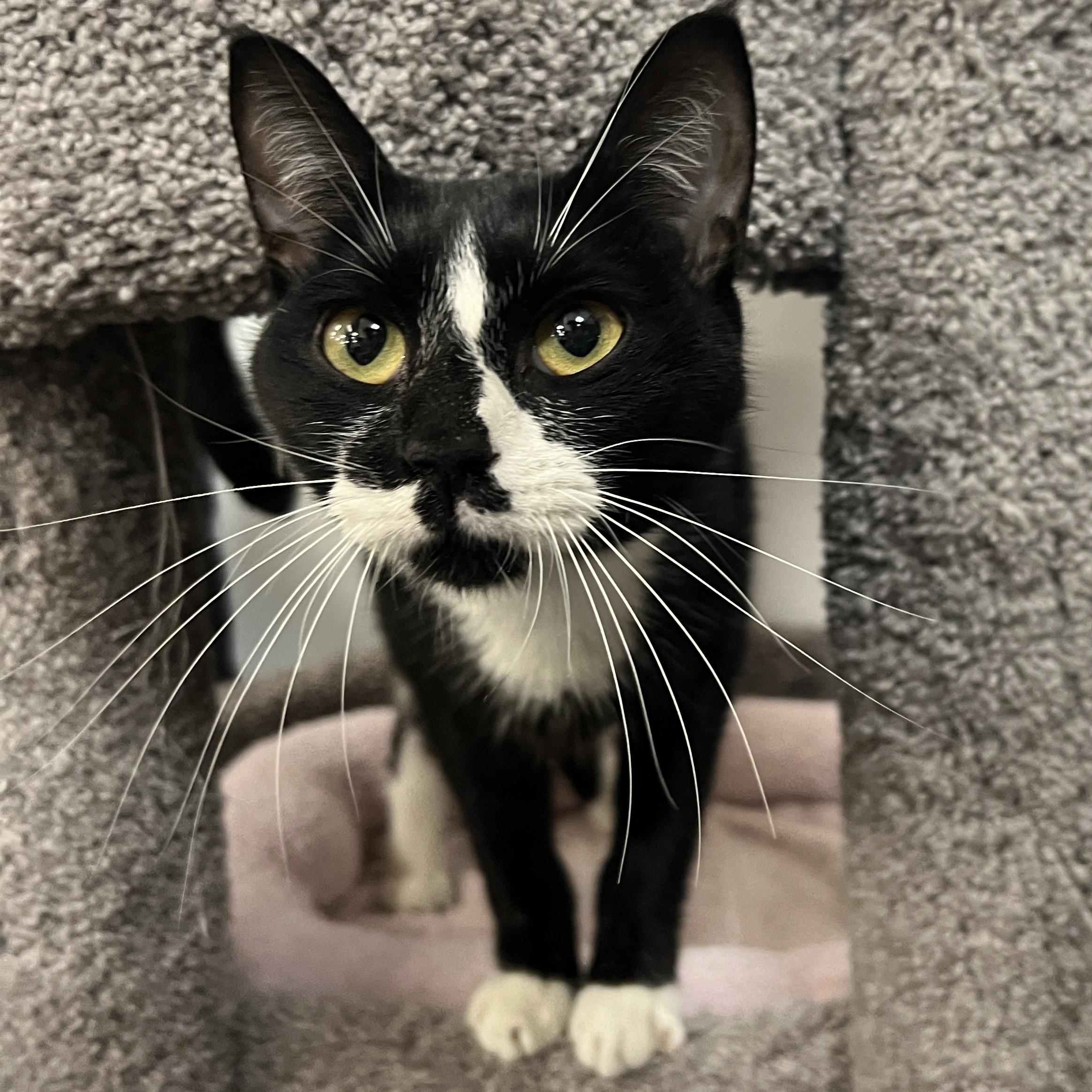 Enlarge Bumble, a Adoptable mixed breed in Bradenton, FL image 1/4