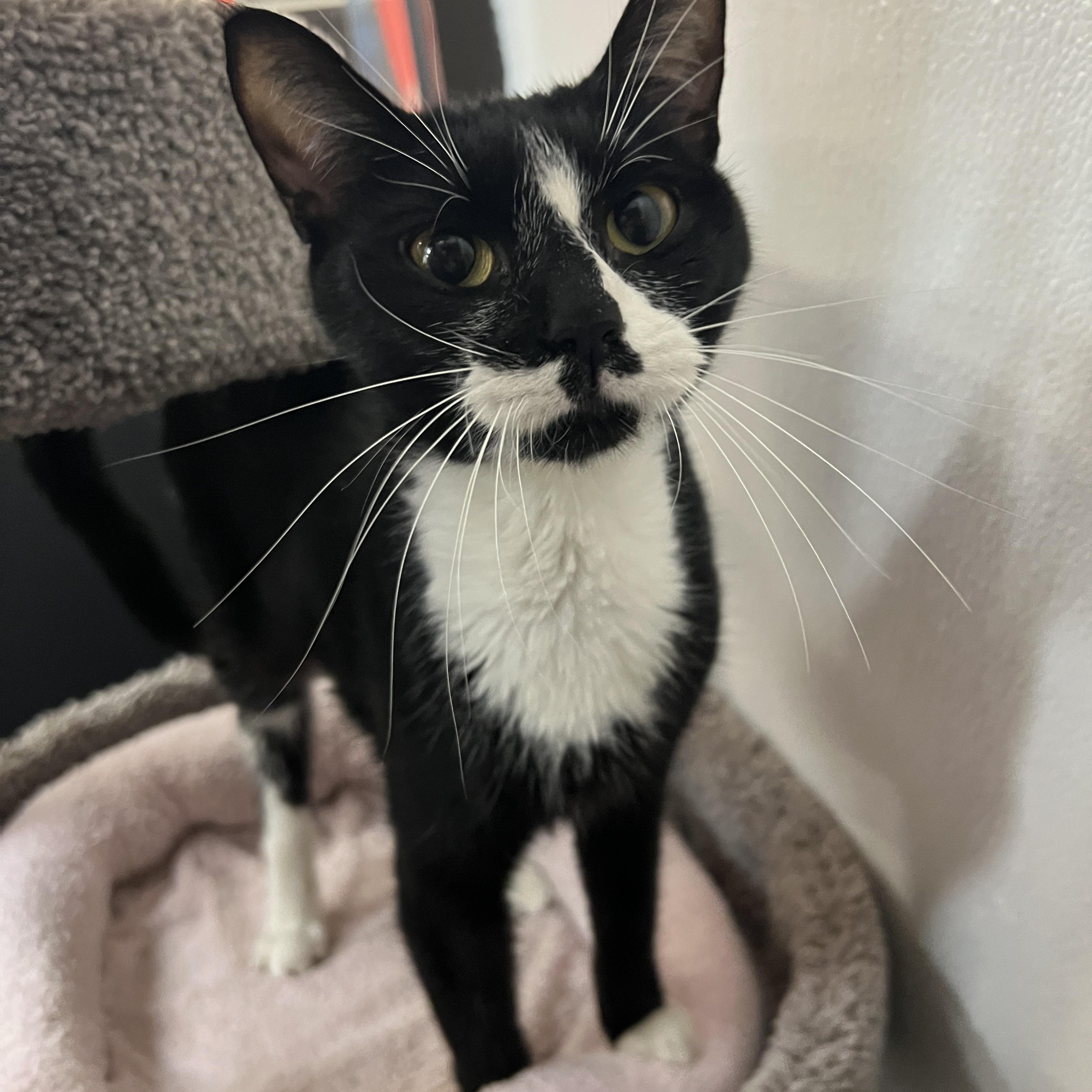 Enlarge Bumble, a Adoptable mixed breed in Bradenton, FL image 4/4