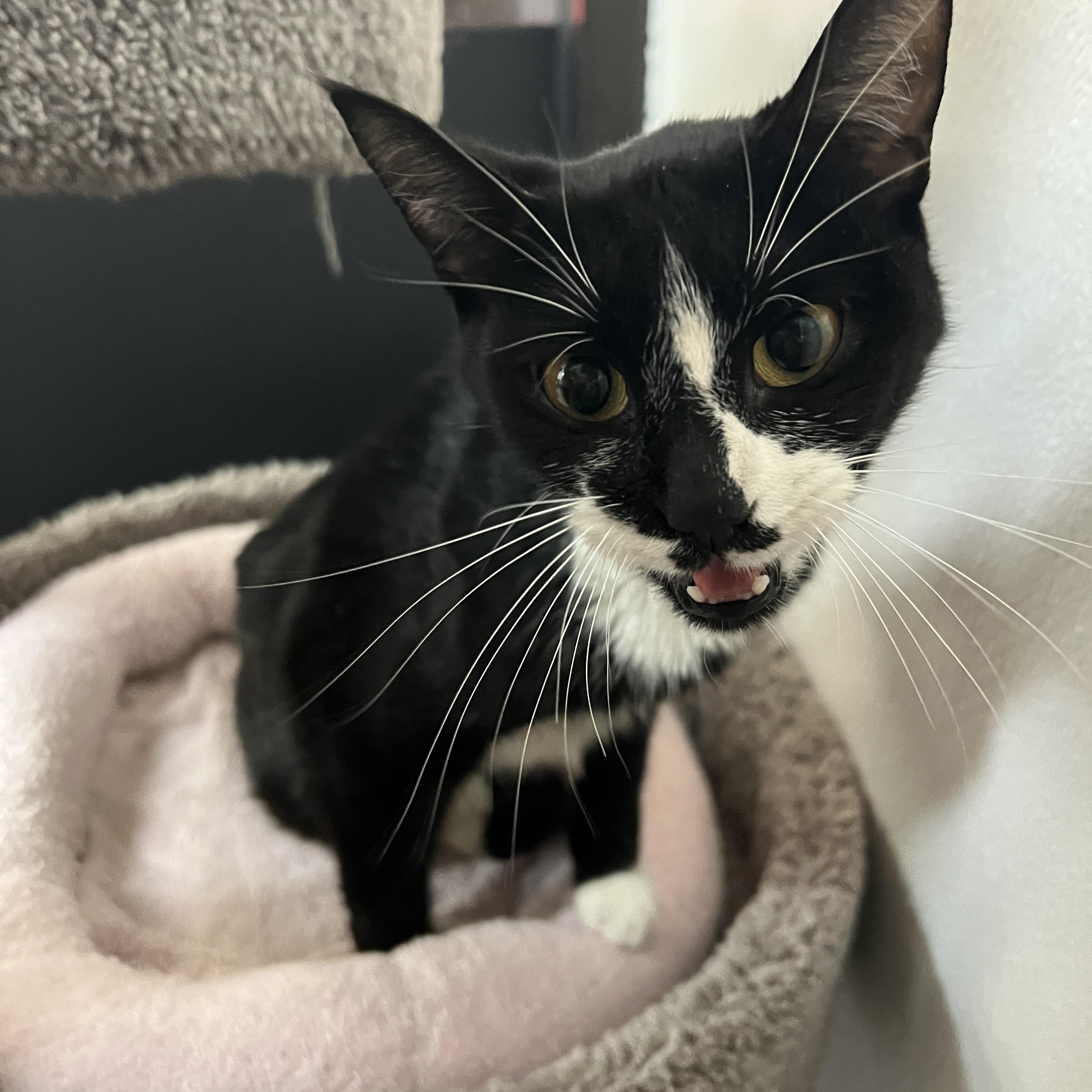 Enlarge Bumble, a Adoptable mixed breed in Bradenton, FL image 2/4
