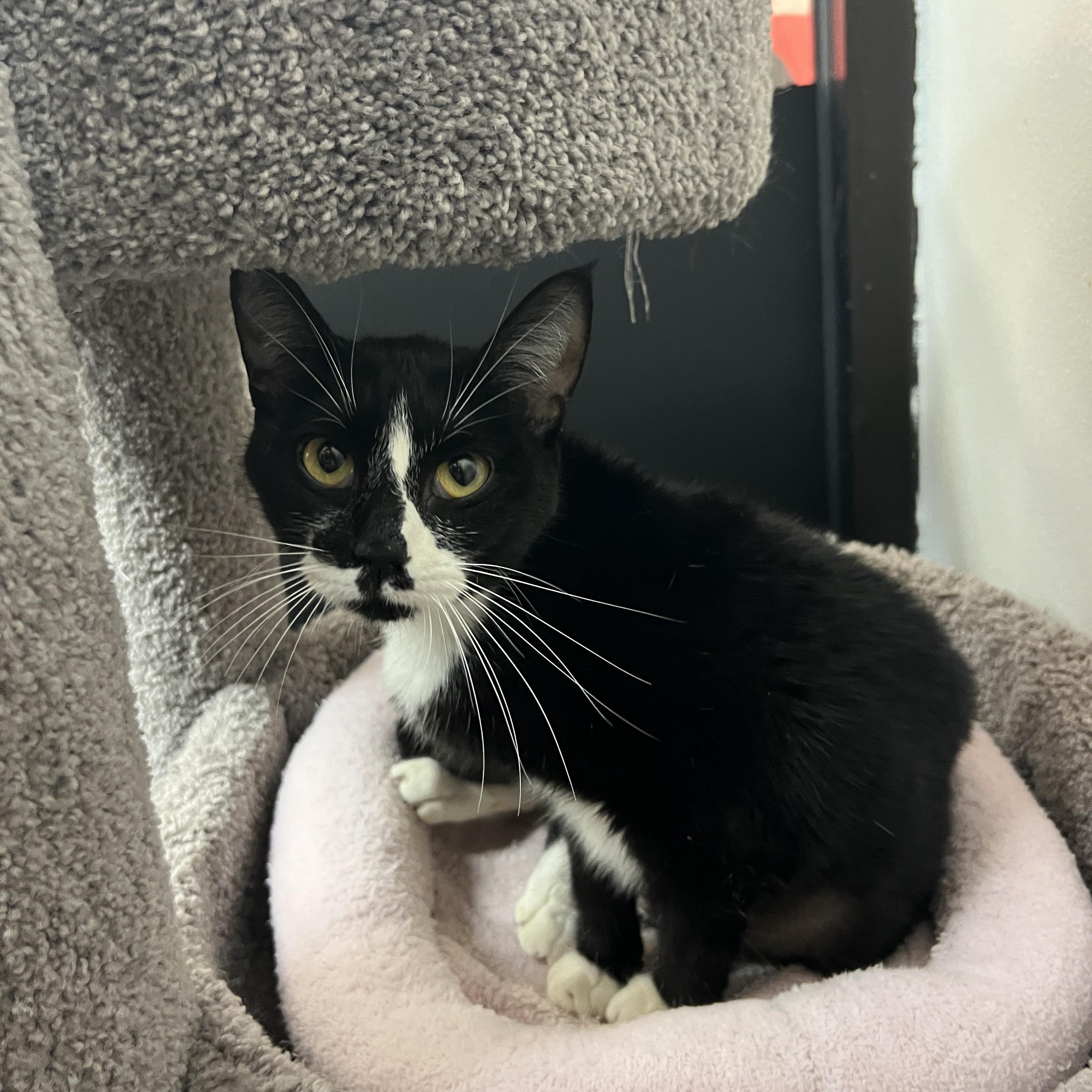 Enlarge Bumble, a Adoptable mixed breed in Bradenton, FL image 3/4
