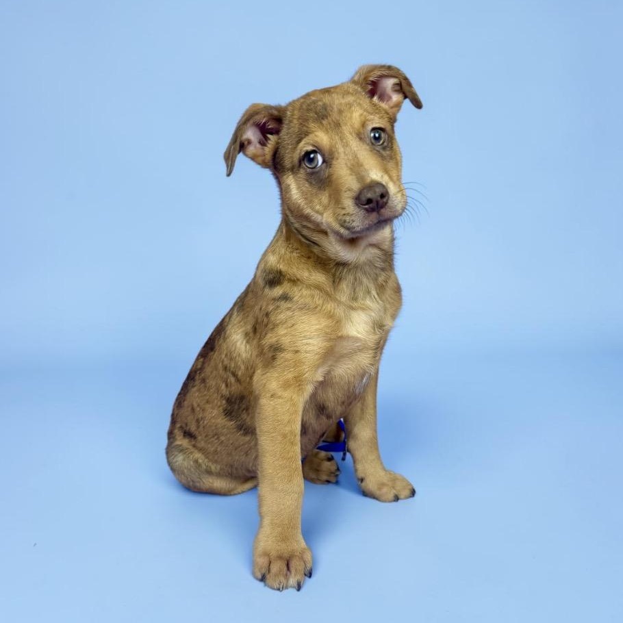 Enlarge Paintbrush, a ADOPTABLE mixed breed in Alvin, TX image 1/3