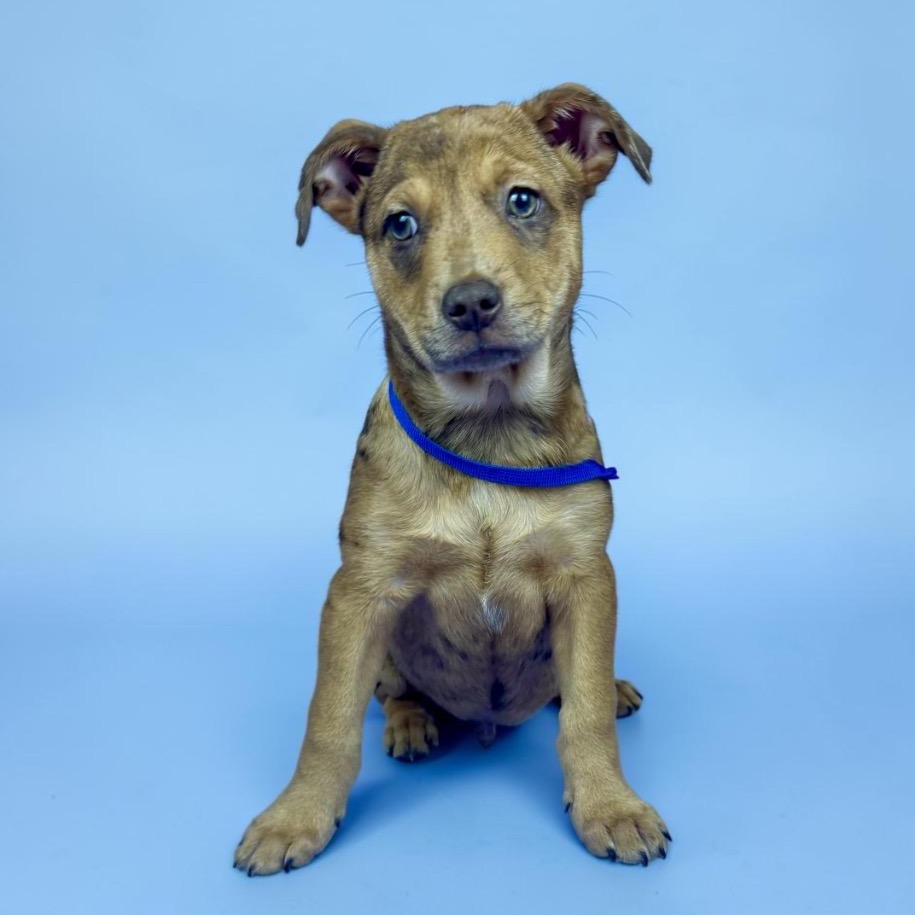 Enlarge Paintbrush, a ADOPTABLE mixed breed in Alvin, TX image 2/3