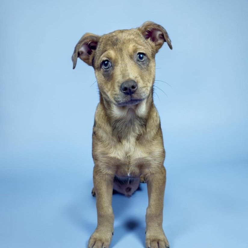 Enlarge Paintbrush, a ADOPTABLE mixed breed in Alvin, TX image 3/3
