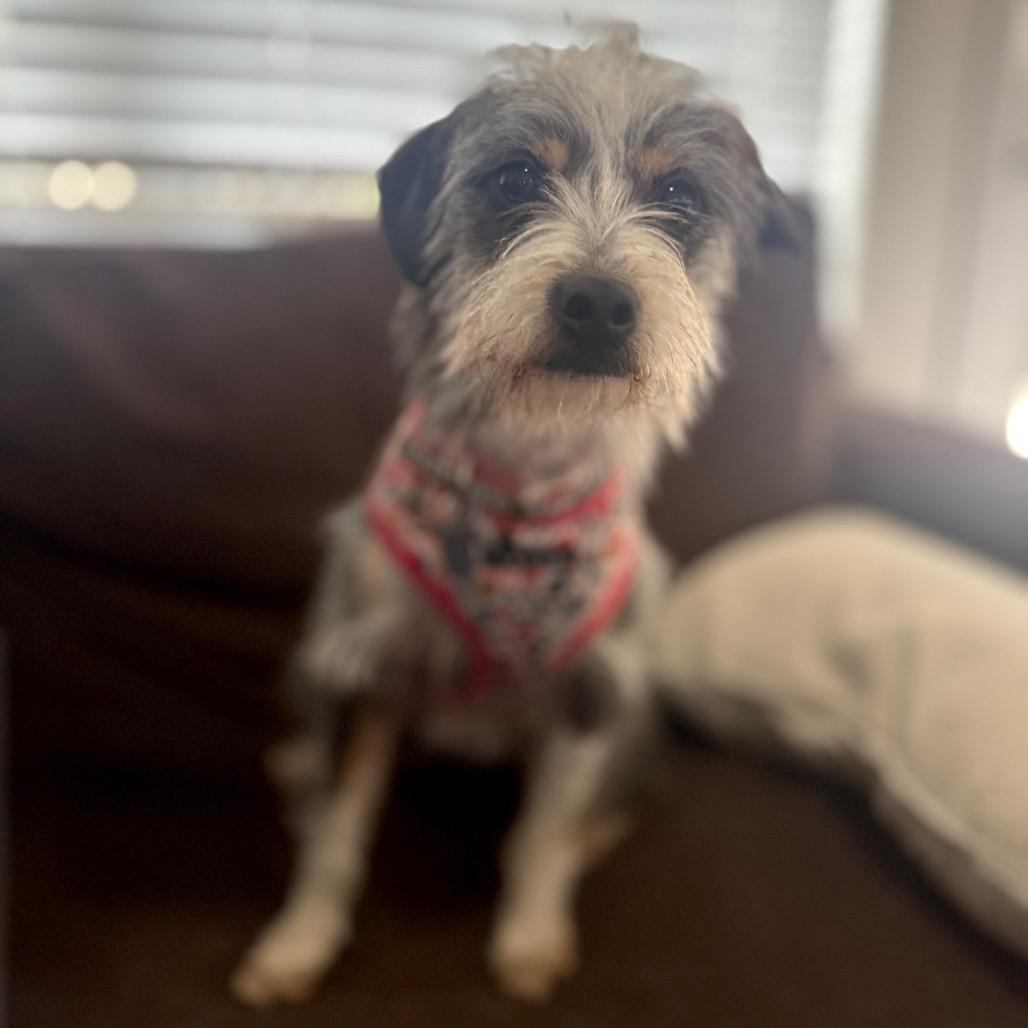 Beth Boland, a Adoptable Mixed Breed in Houston, TX image 1/6