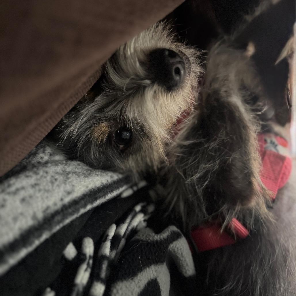 Beth Boland, a Adoptable Mixed Breed in Houston, TX image 2/6