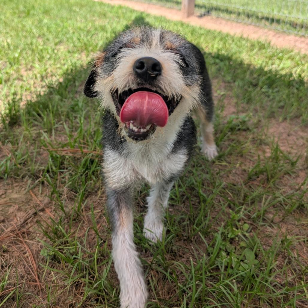 Beth Boland, a Adoptable Mixed Breed in Houston, TX image 3/6