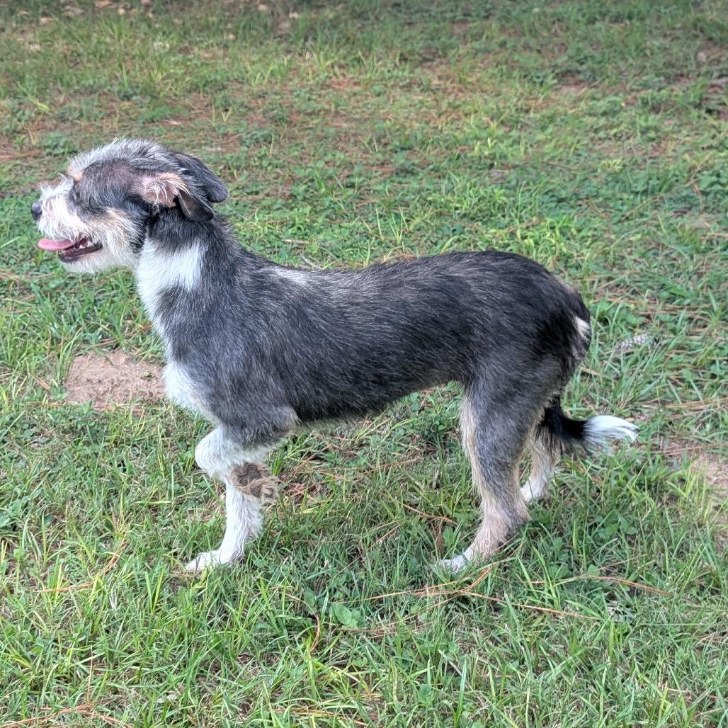 Beth Boland, a Adoptable Mixed Breed in Houston, TX image 2/6