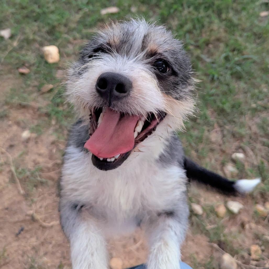 Beth Boland, a Adoptable Mixed Breed in Houston, TX image 5/6