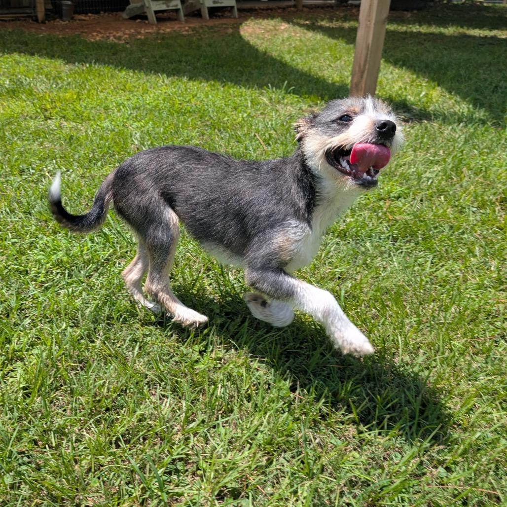 Beth Boland, a Adoptable Mixed Breed in Houston, TX image 4/6