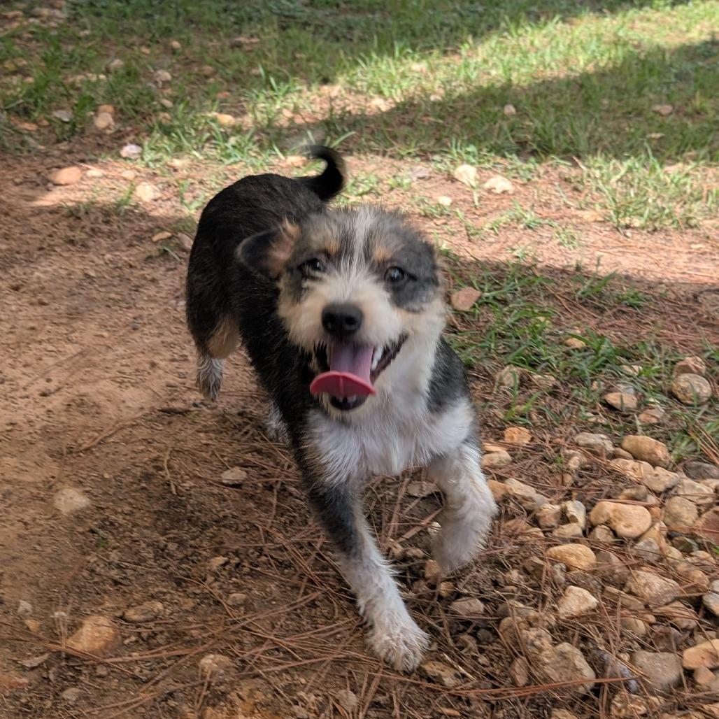 Beth Boland, a Adoptable Mixed Breed in Houston, TX image 5/6