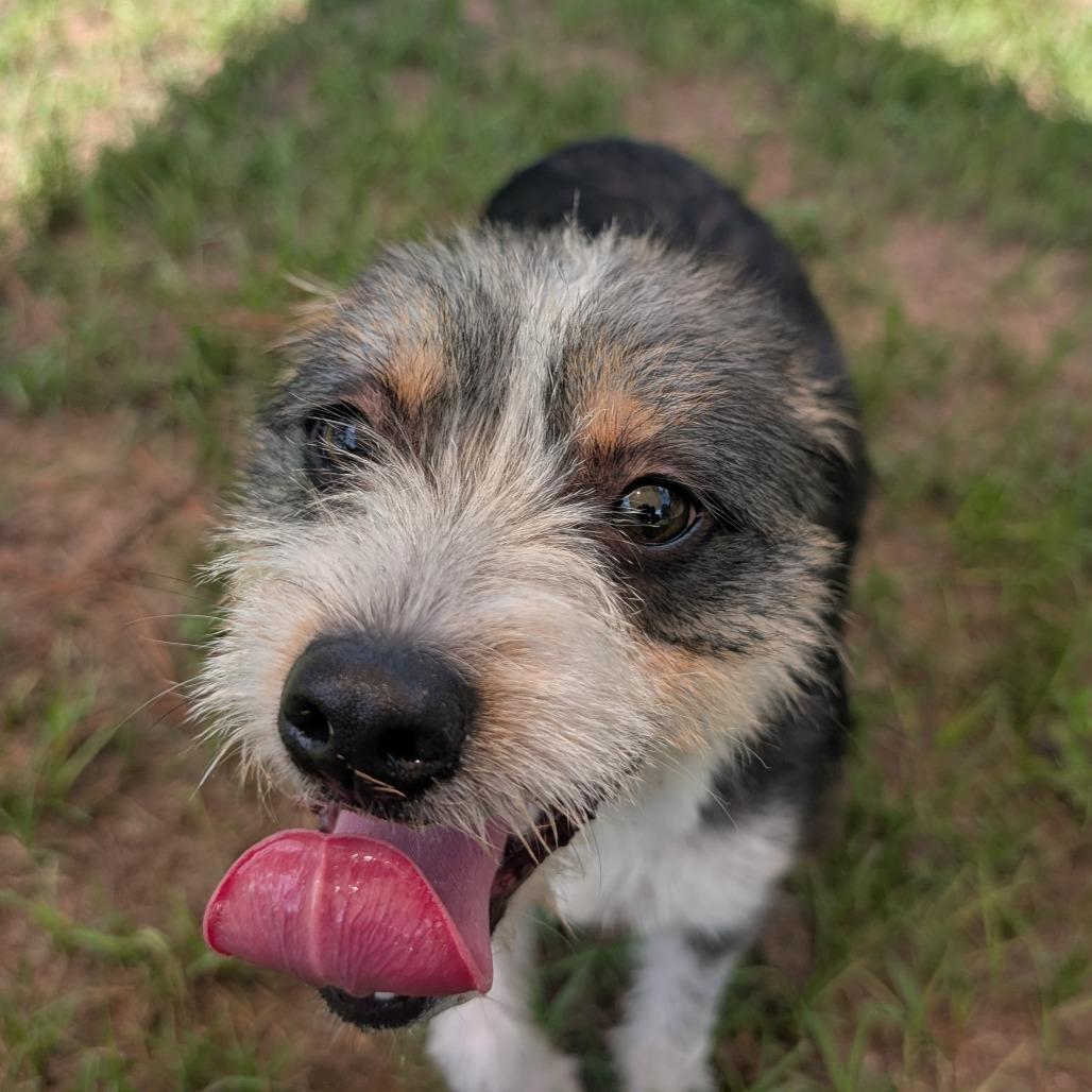 Beth Boland, a Adoptable Mixed Breed in Houston, TX image 6/6