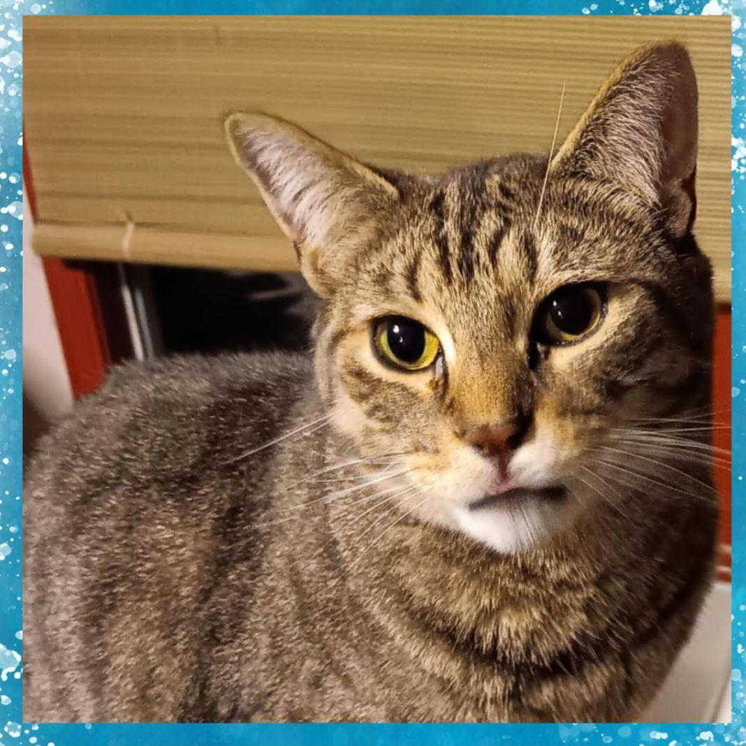 Disney Prince & Princess - Flynn, Adoptable, Adult Male Domestic Short Hair.