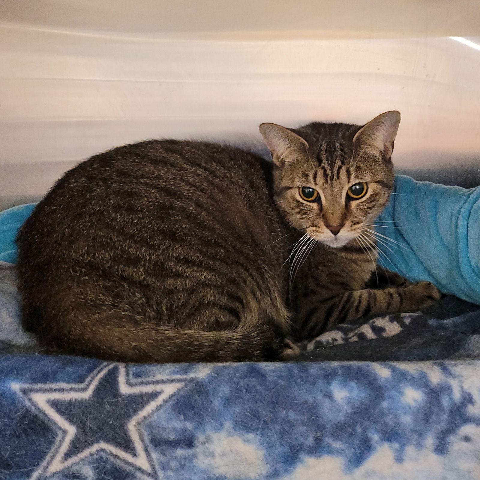 Disney Prince & Princess - Flynn, a Adoptable Domestic Short Hair in Akron, OH image 2/3