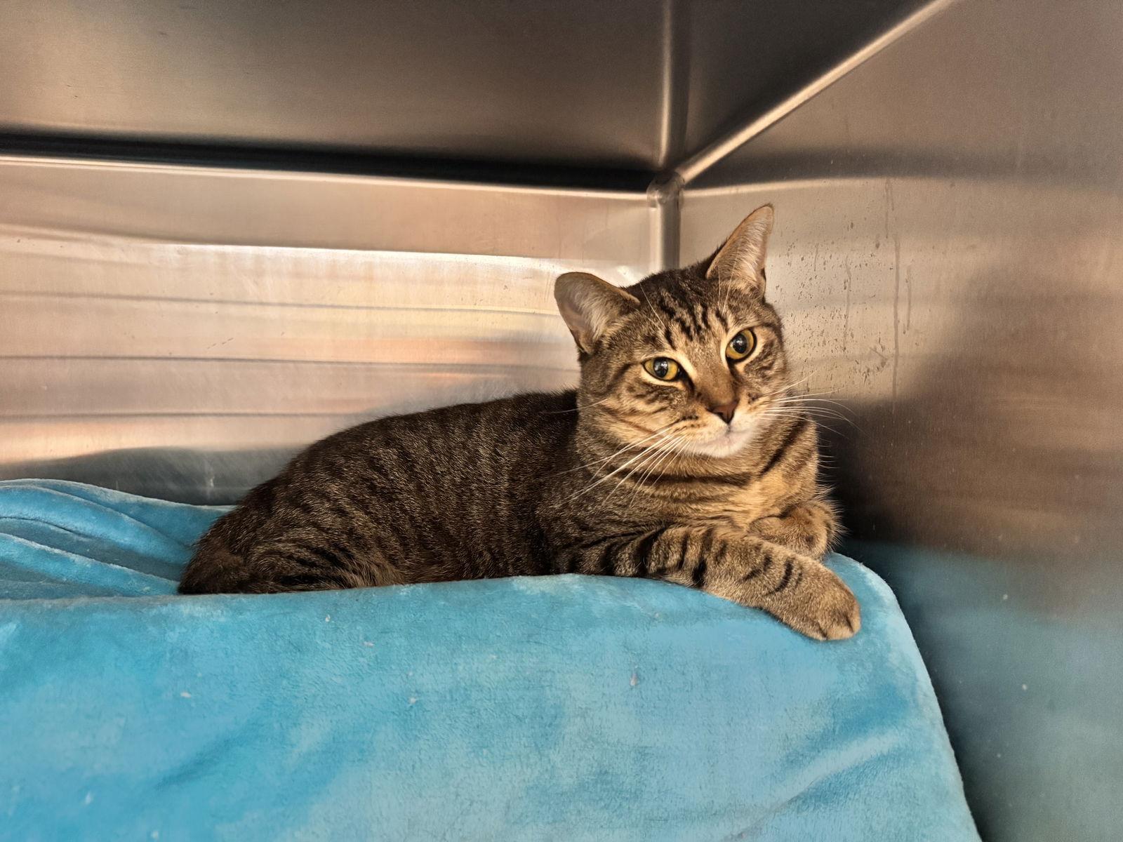 Disney Prince & Princess - Flynn, Adoptable, Adult Male Domestic Short Hair.