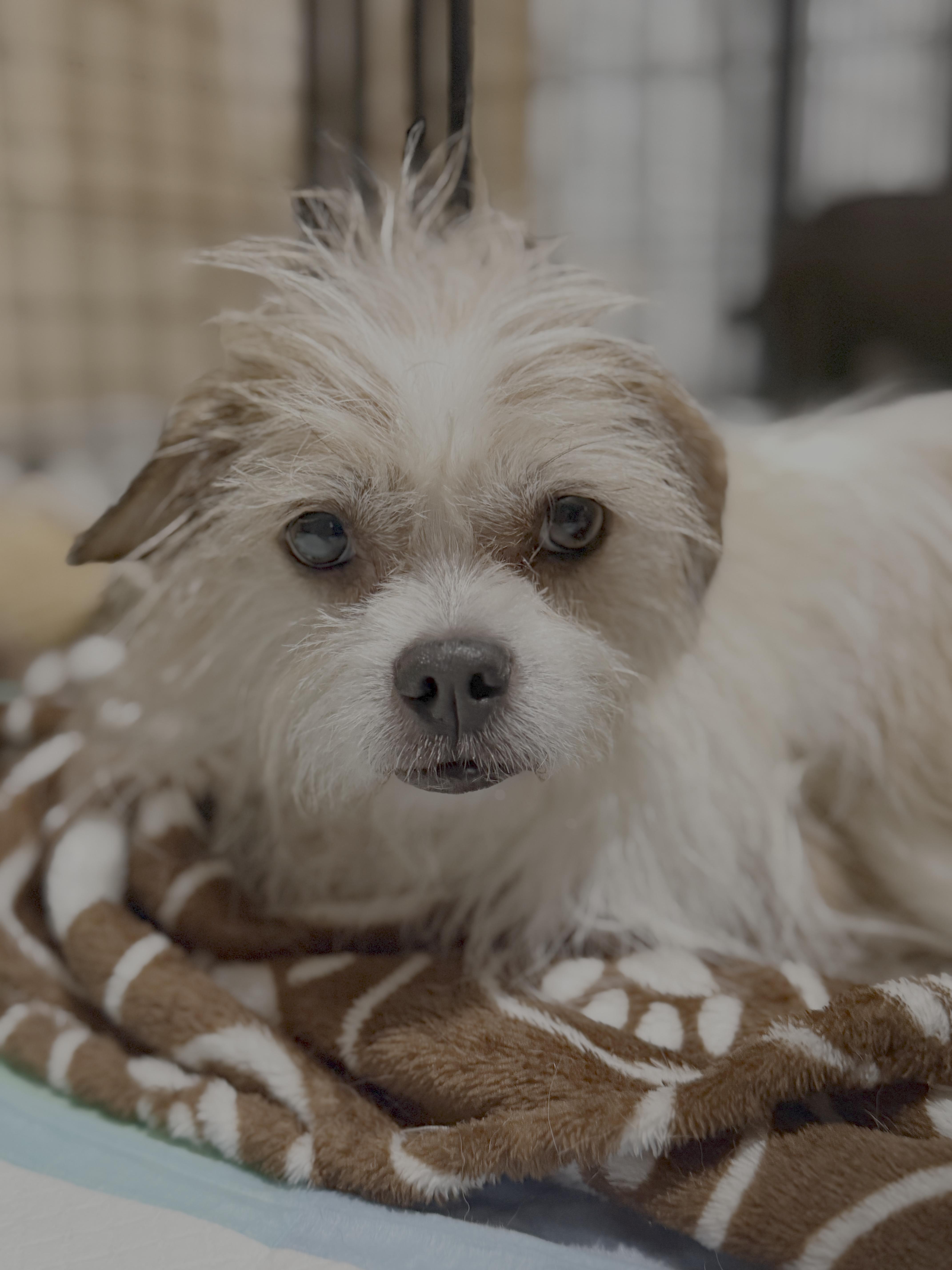 Bella, Adopted, Adult Female Shih Tzu.