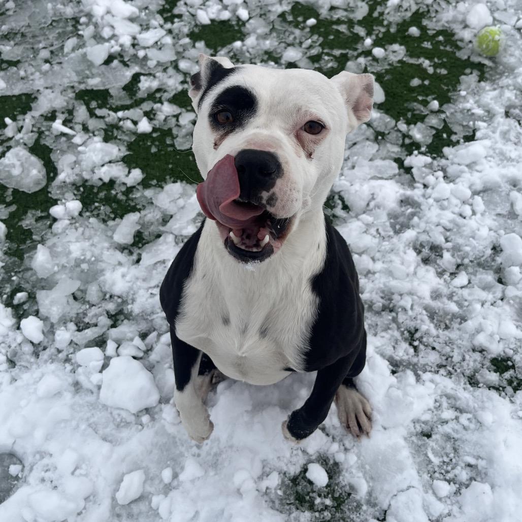 April- I'm in a foster home! Call to meet with me!, Adoptable, Adult Female Pit Bull Terrier.