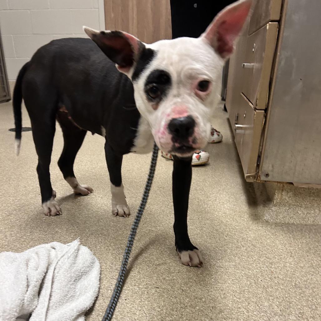 April- I'm in a foster home! Call to meet with me! — thumbnail 2