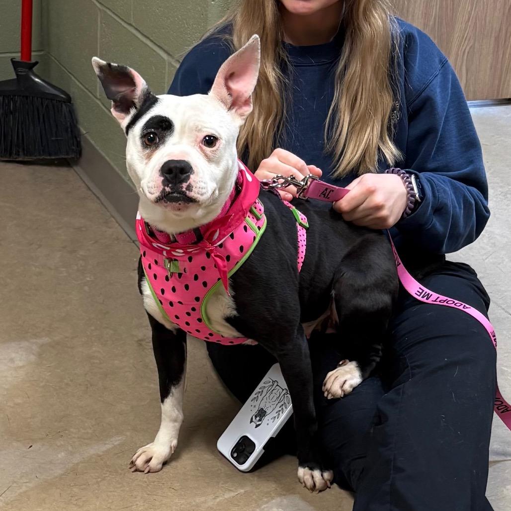 April- I'm in a foster home! Call to meet with me! — thumbnail 3