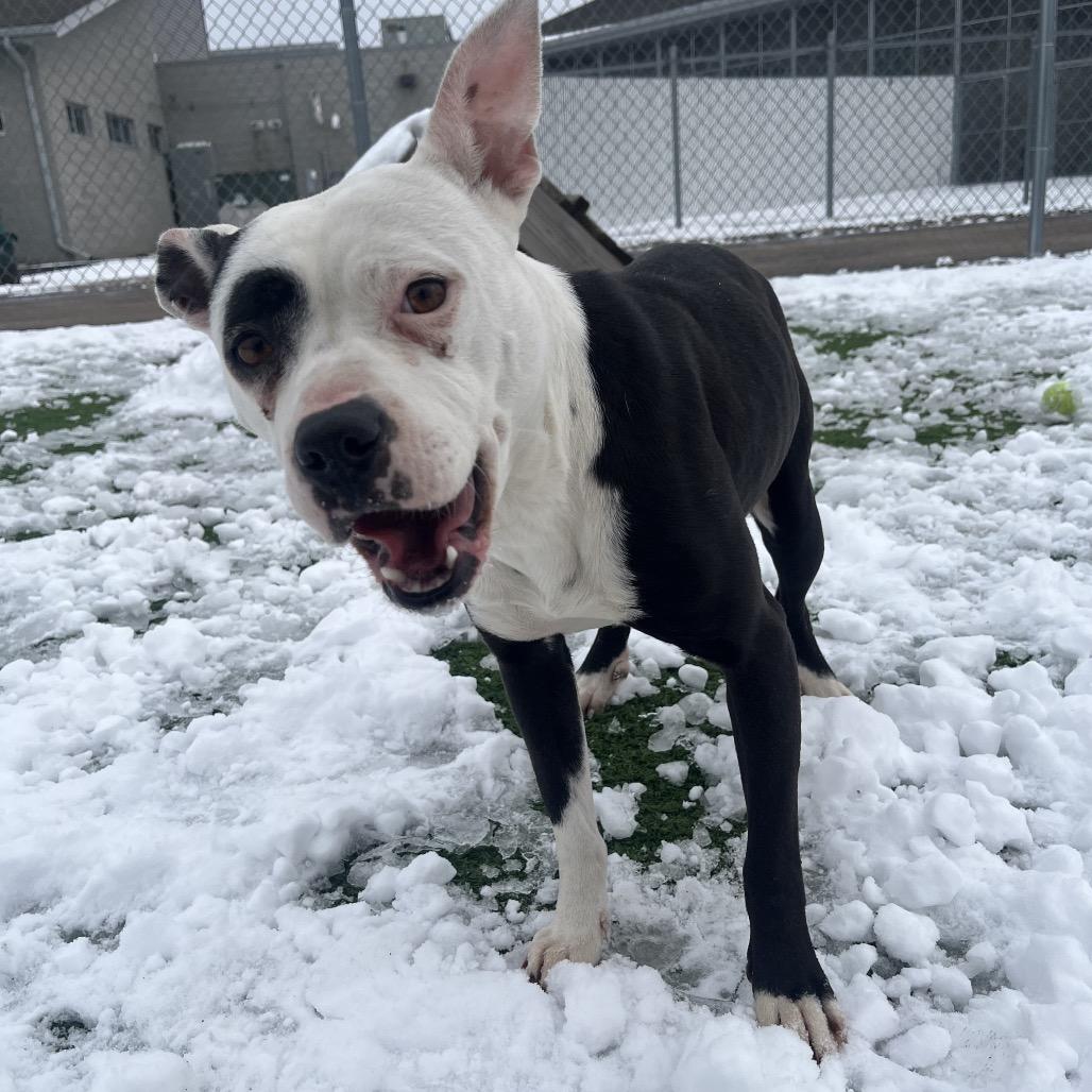 April- I'm in a foster home! Call to meet with me! — thumbnail 4