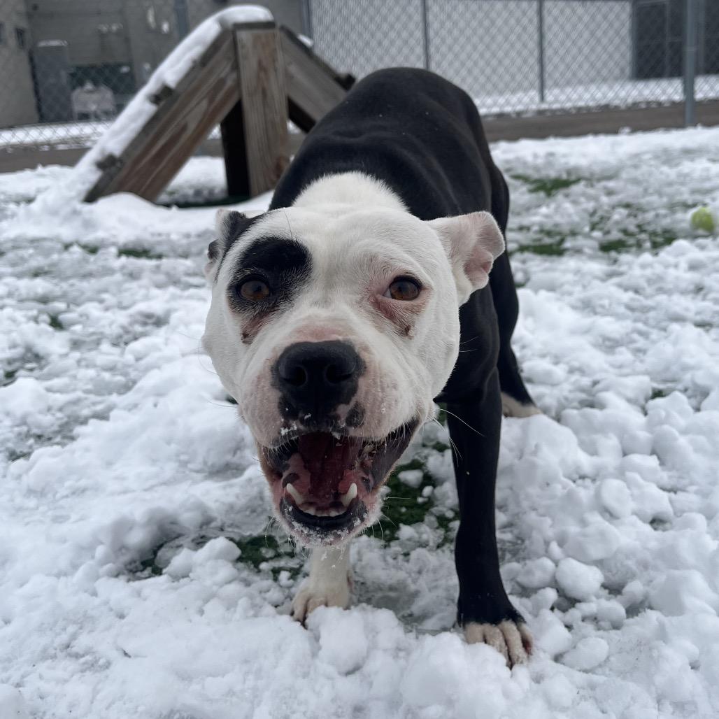 April- I'm in a foster home! Call to meet with me! — thumbnail 5