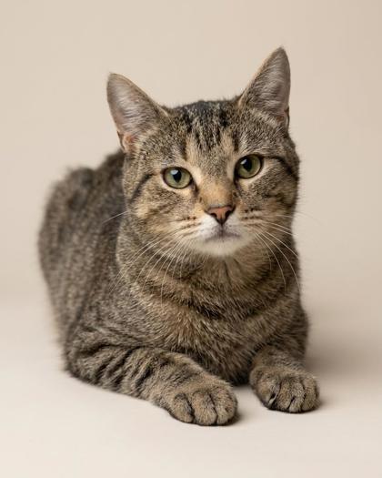 Enlarge Rose, a ADOPTABLE mixed breed in Bedford, IN image 1/1
