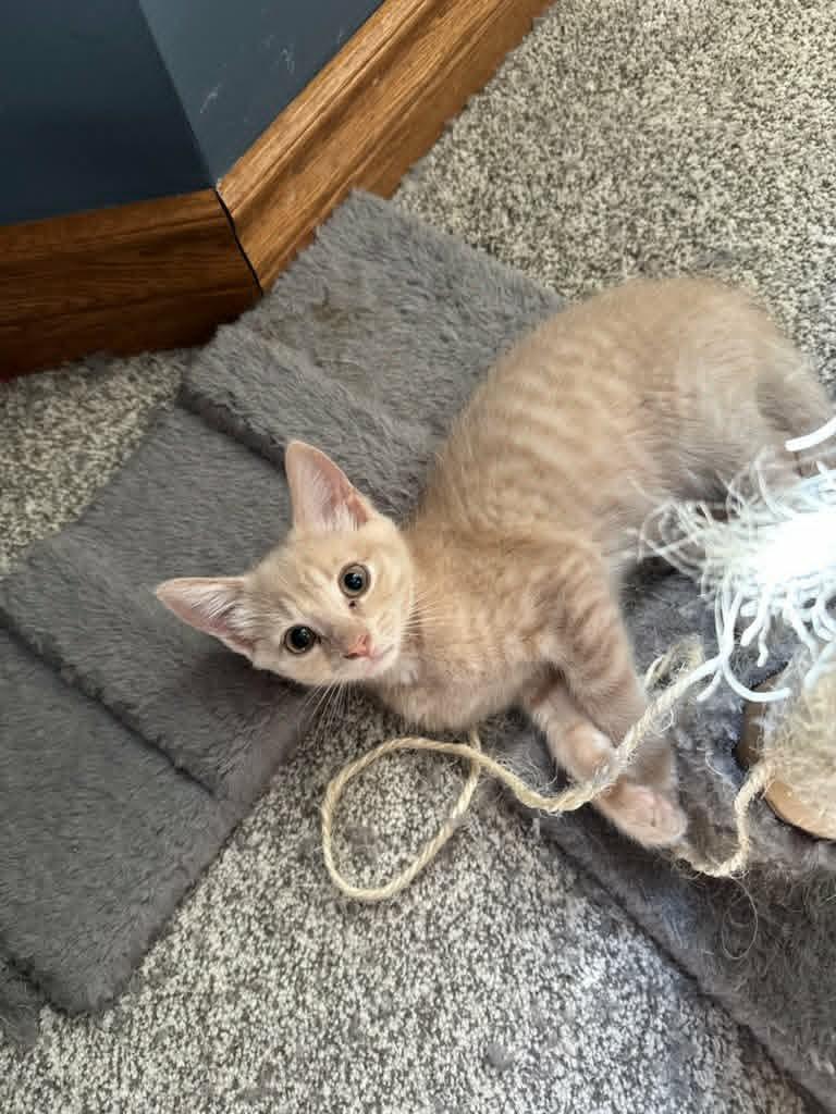 Enlarge Karrot & Keanu, a ADOPTABLE Domestic Short Hair in Brantford, ON image 1/2