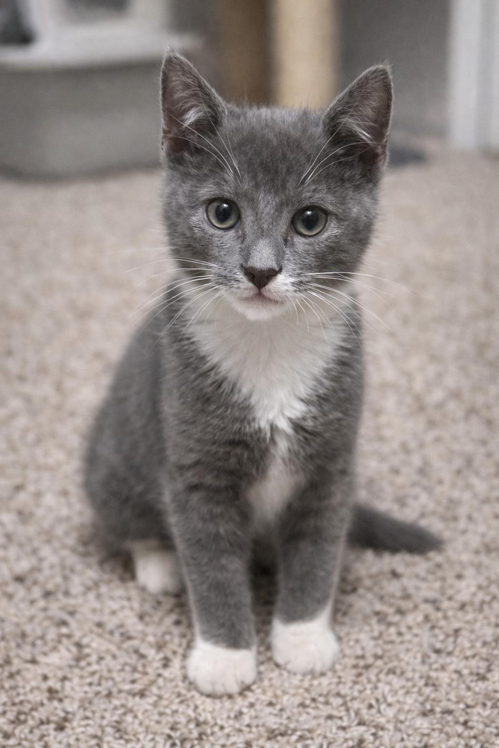 Barley, Adopted, Young Male Domestic Short Hair.
