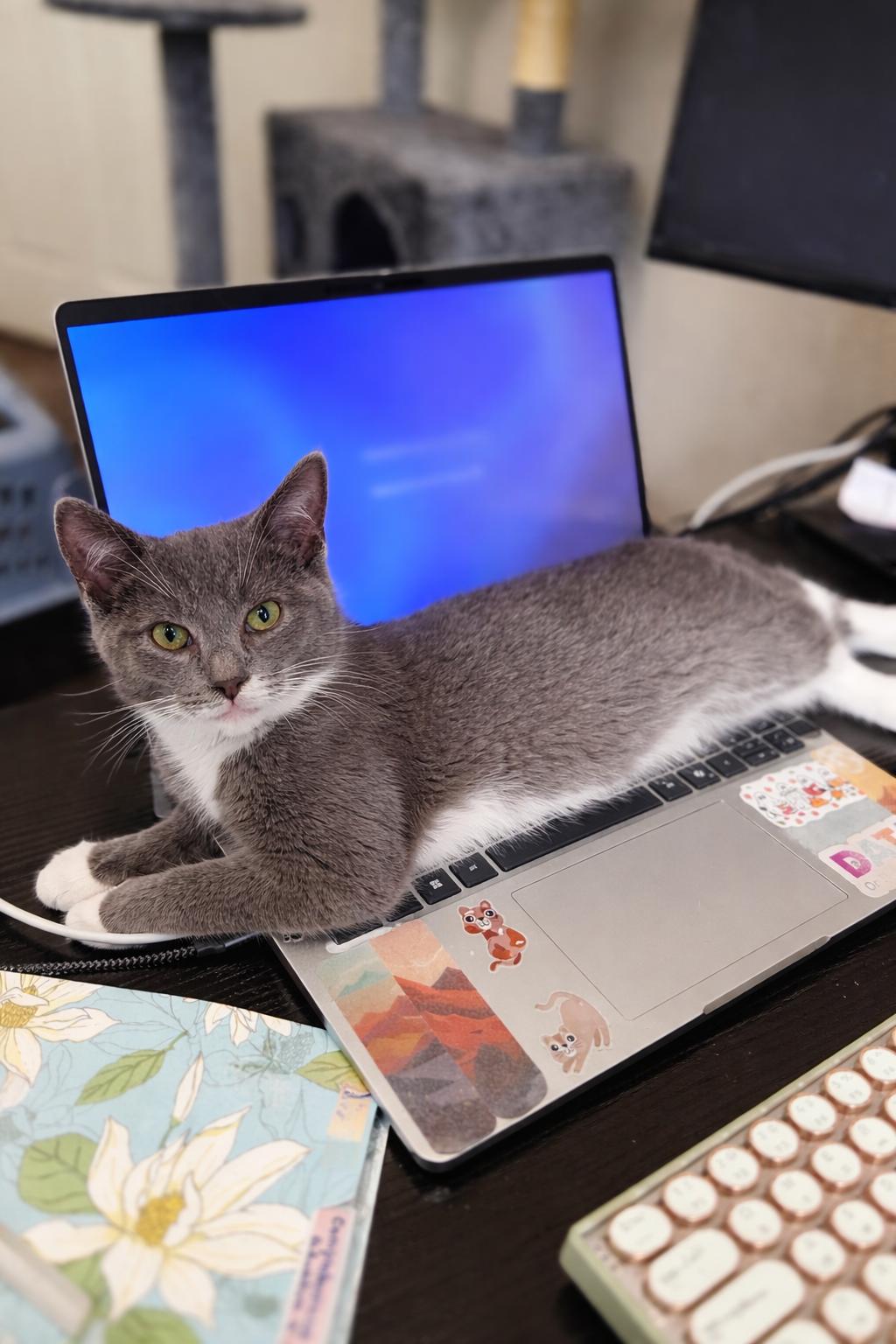 Barley, a Adopted Domestic Short Hair in Rio Linda, CA image 2/2
