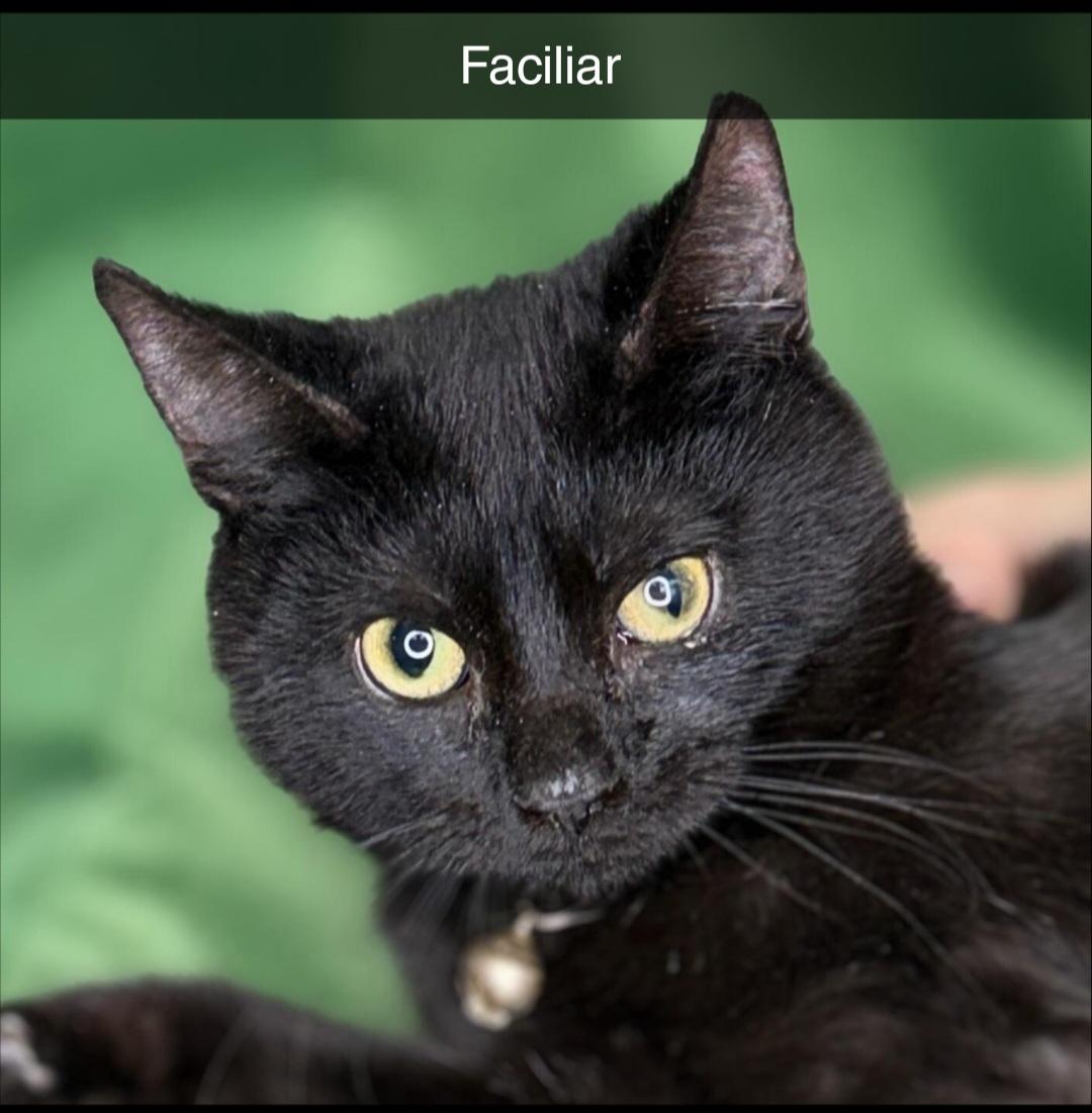 Faciliar , ADOPTABLE, Young Male Domestic Short Hair.