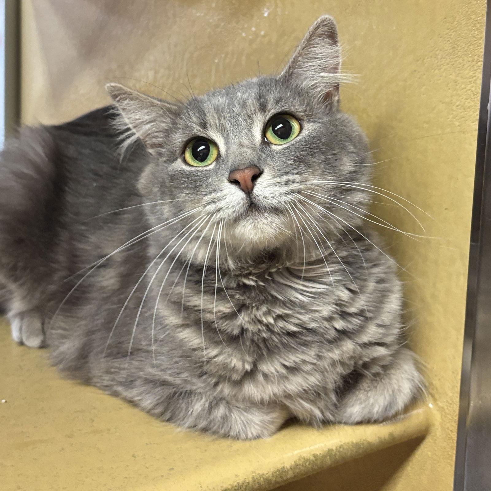 Enlarge May-May, a Adopted Domestic Medium Hair in Sonora, CA image 1/1