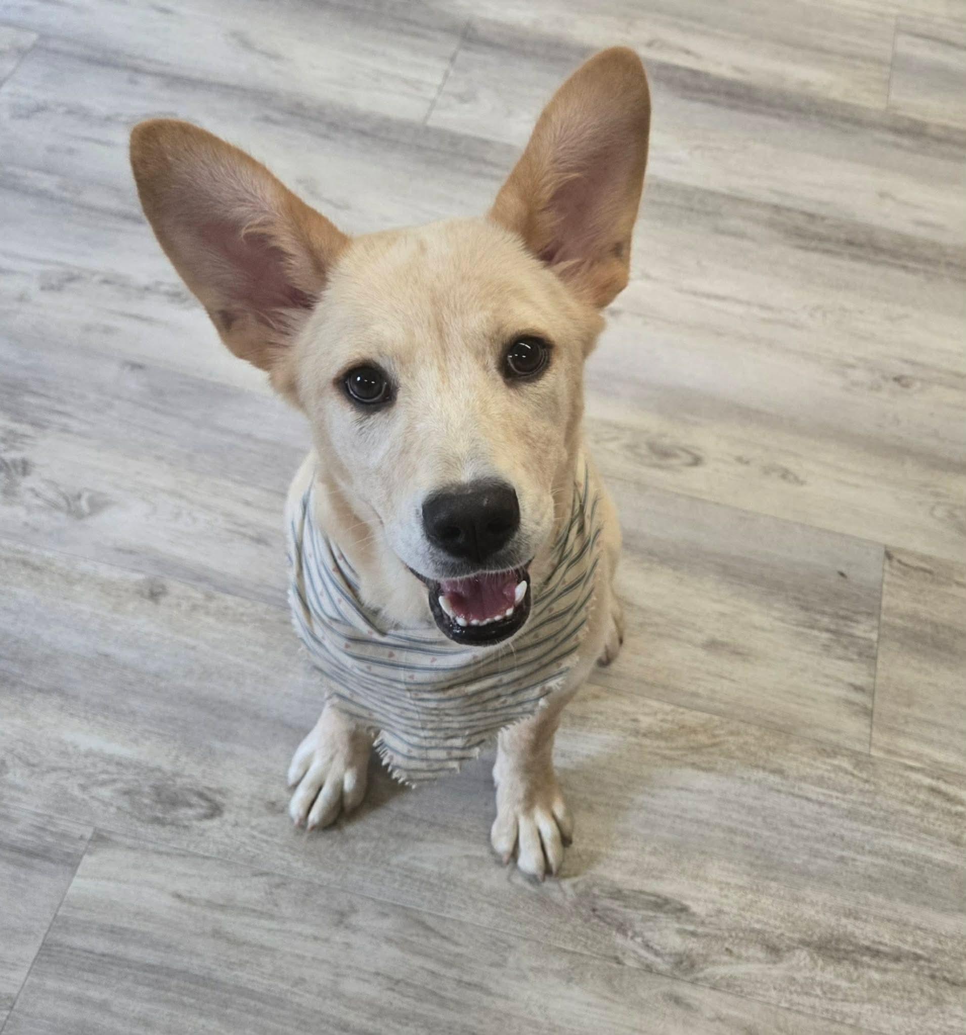 Goose, Adoptable, Young Female Corgi & Retriever.