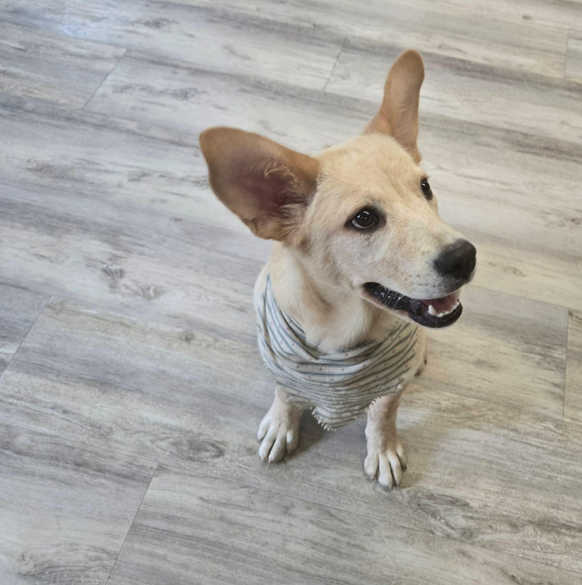 Enlarge Goose, a Adoptable mixed breed in North Olmsted, OH image 2/3