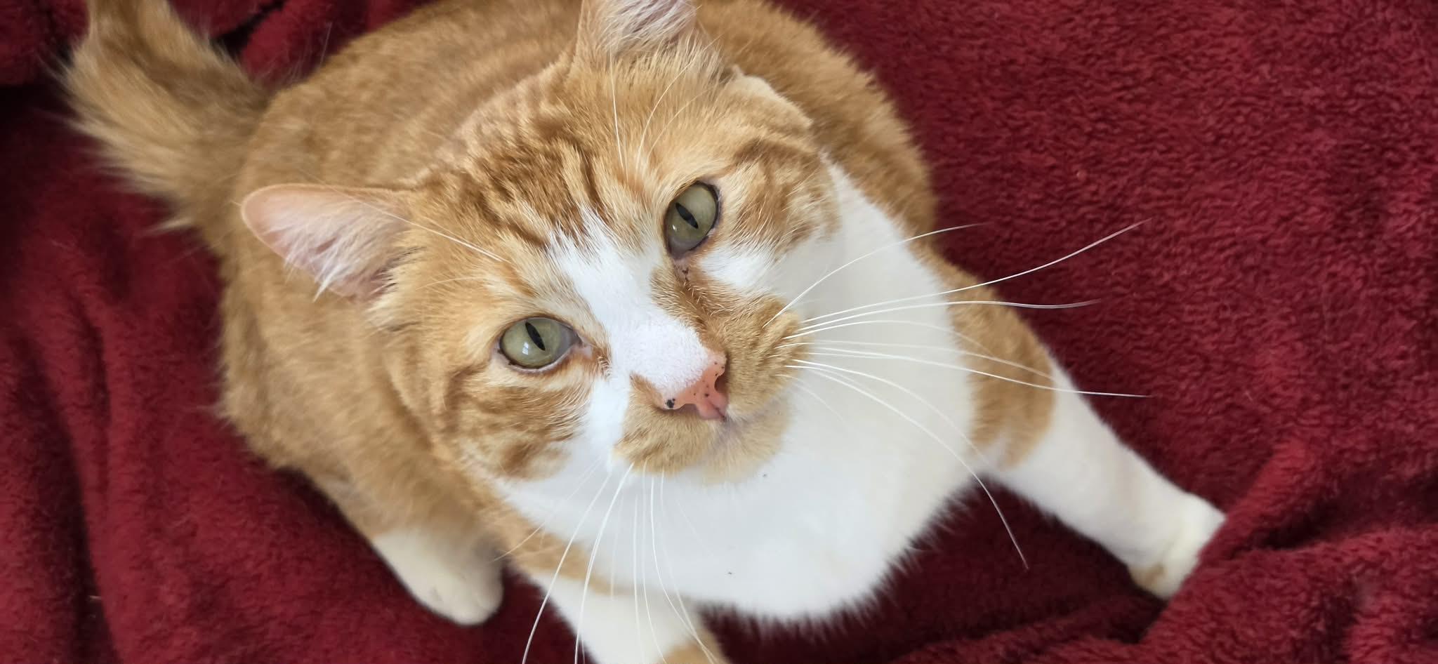 Sonny, a Adoptable Domestic Short Hair in Arlington, WA image 2/5