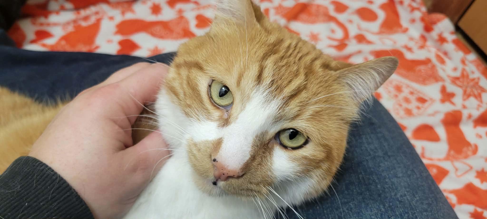 Sonny, a Adoptable Domestic Short Hair in Arlington, WA image 4/5