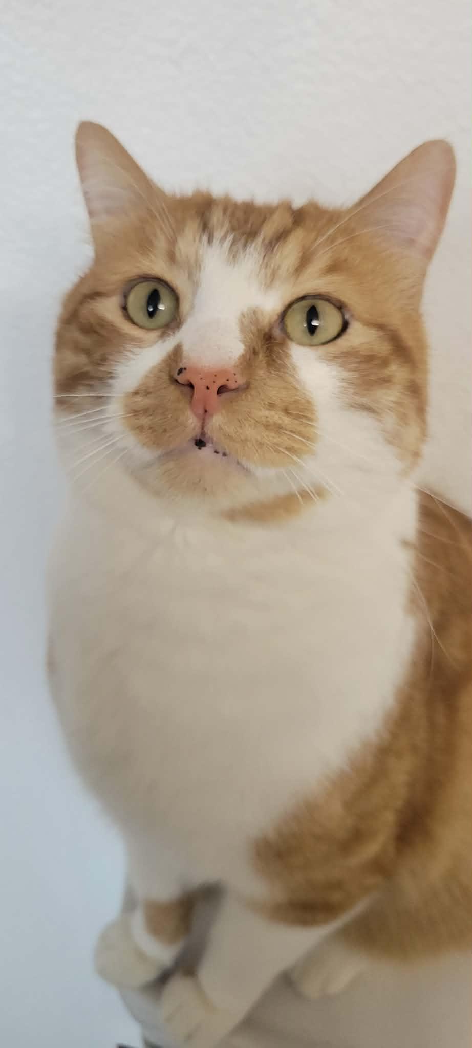 Sonny, a Adoptable Domestic Short Hair in Arlington, WA image 3/5