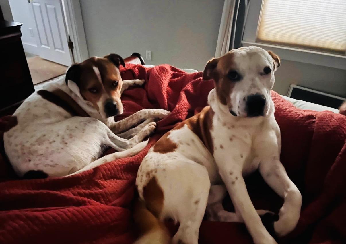 Chico, ADOPTABLE, Adult Male American Staffordshire Terrier & Australian Cattle Dog / Blue Heeler.