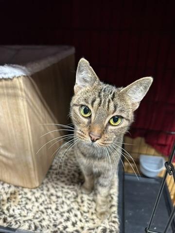 Enlarge debbie, a Adoptable mixed breed in Thousand Oaks, CA image 1/1