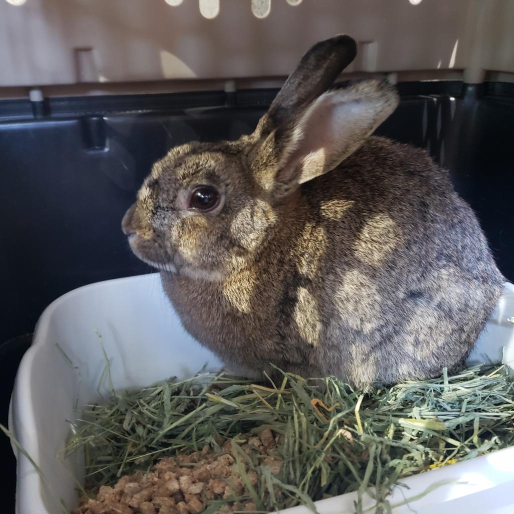 Poppyseed, NEL Bunny 24, Adoptable, Adult Female American.
