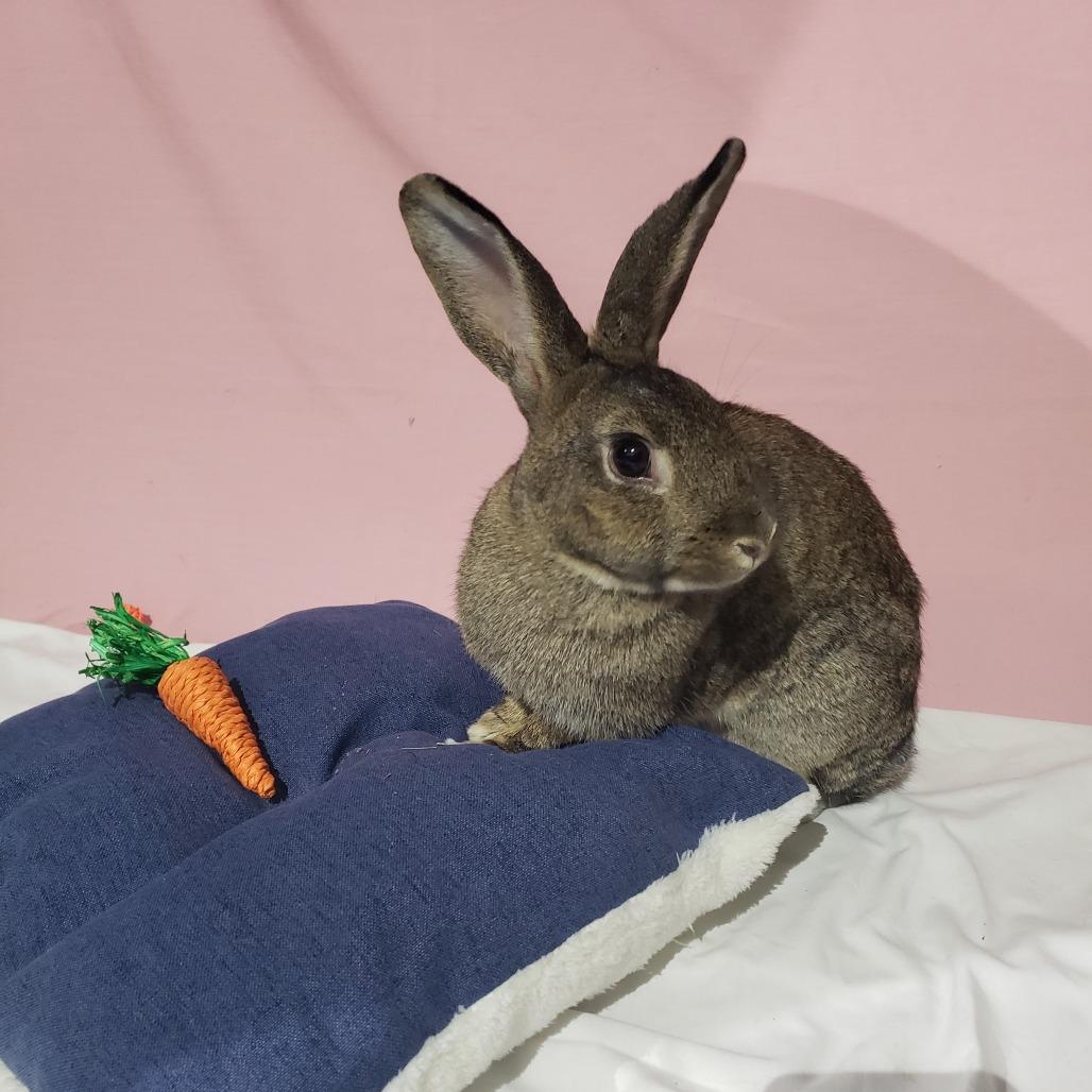 Enlarge Poppyseed, NEL Bunny 24, a Adoptable American in Mondovi, WI image 2/4