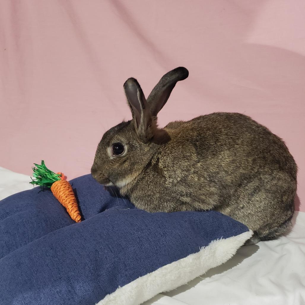 Enlarge Poppyseed, NEL Bunny 24, a Adoptable American in Mondovi, WI image 3/4