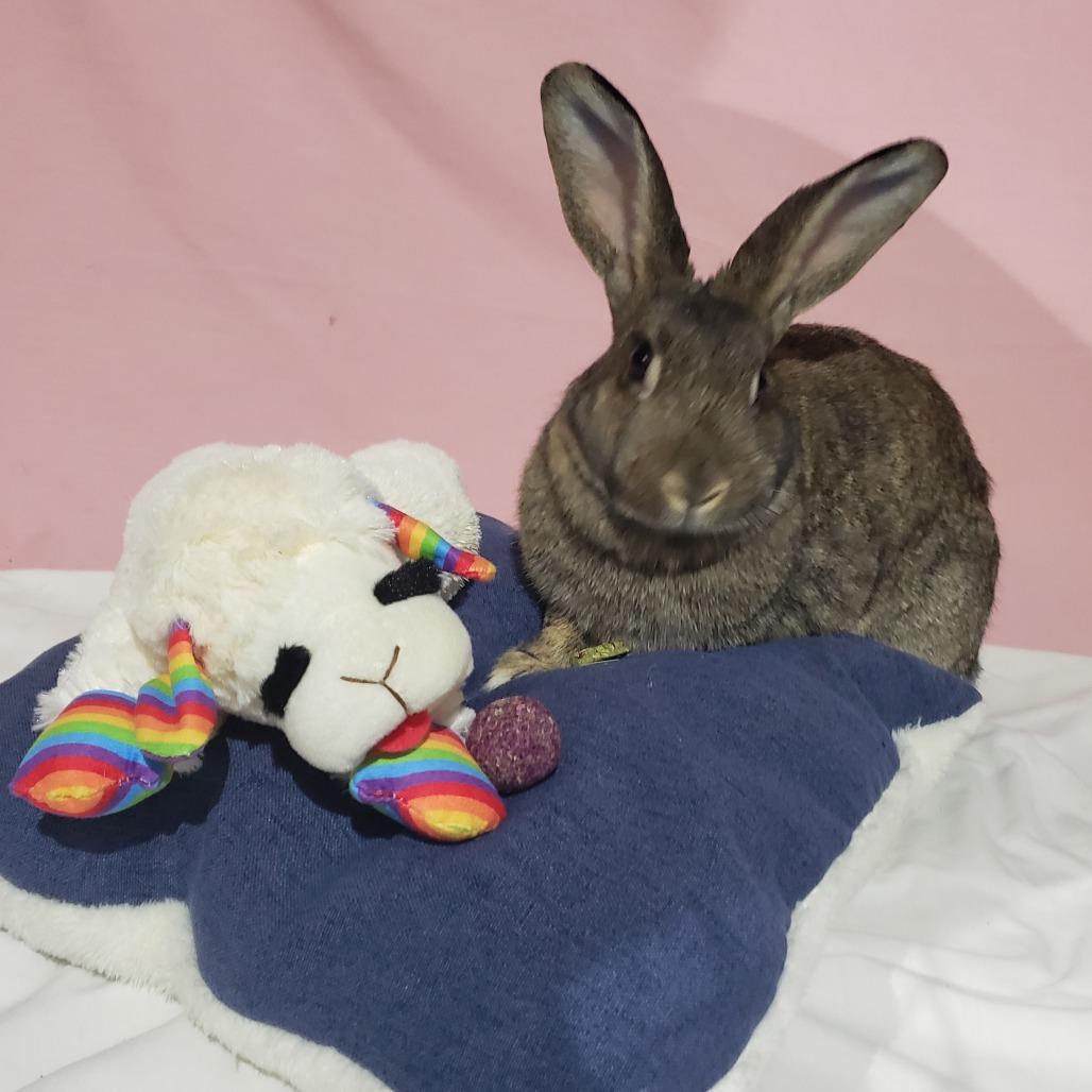 Enlarge Poppyseed, NEL Bunny 24, a Adoptable American in Mondovi, WI image 4/4
