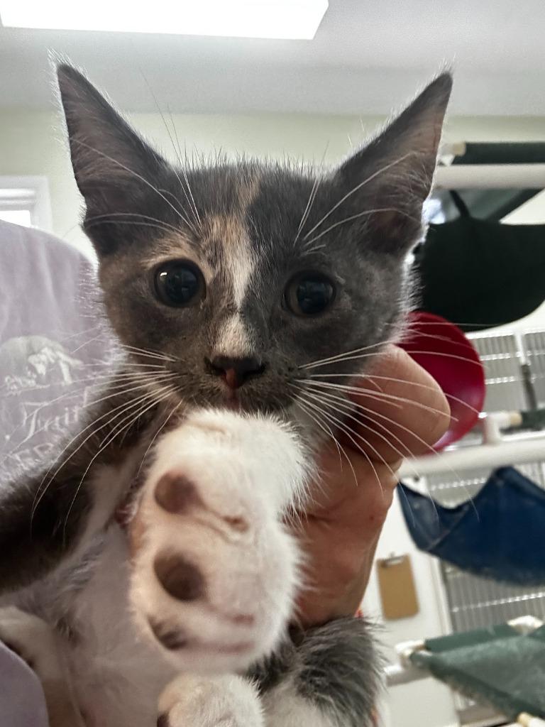 Winnie, Adoptable, Kitten Female American Bobtail.