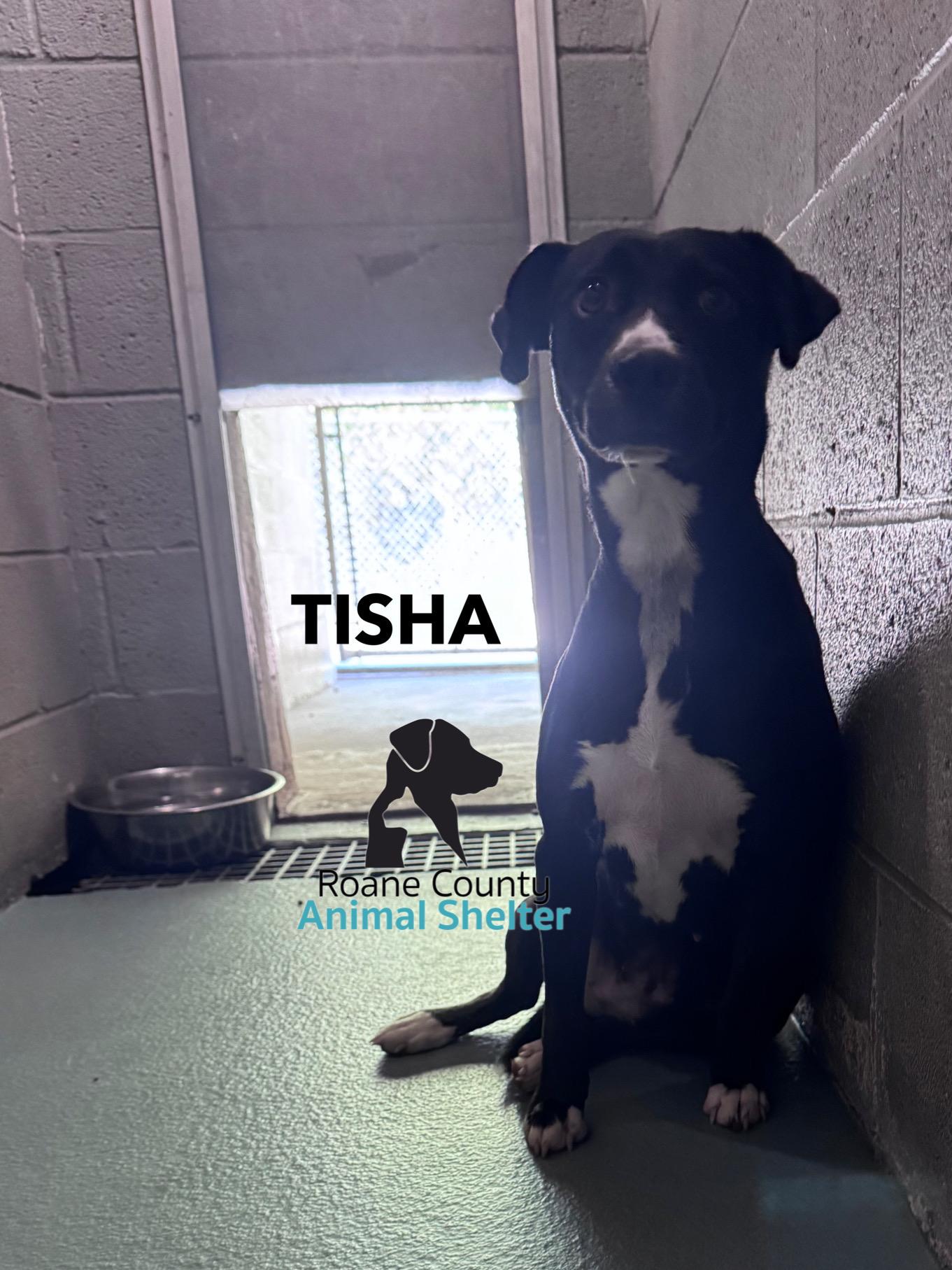 Tisha, Adoptable, Young Female Terrier.
