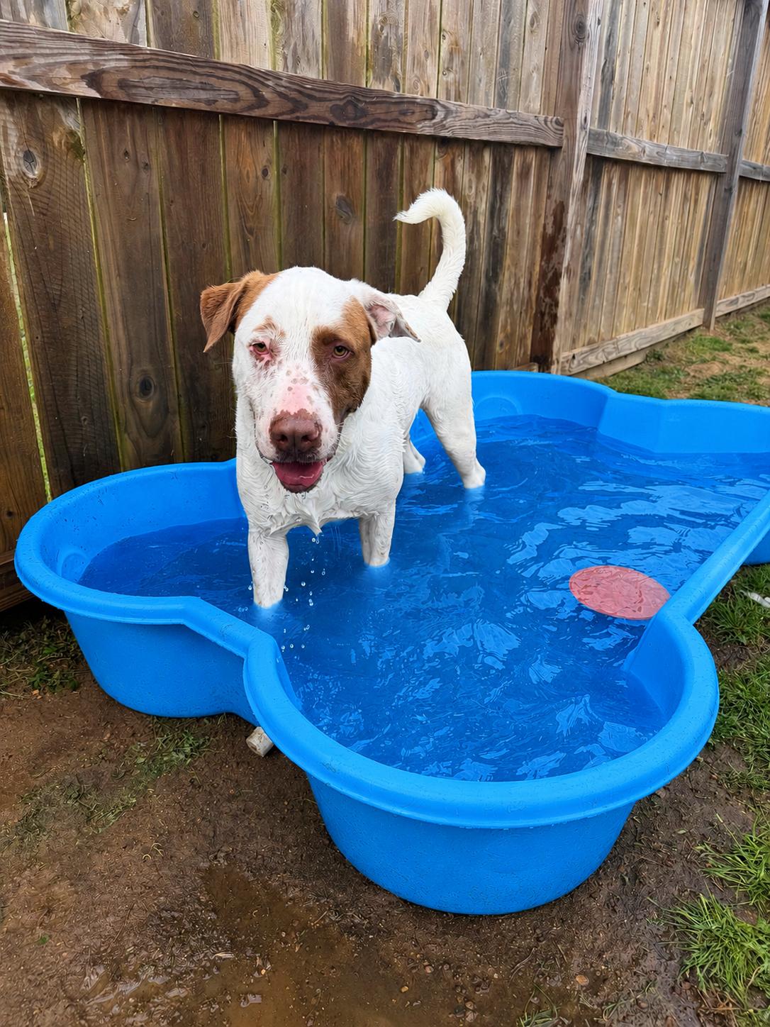 Boris, a Adoptable mixed breed in Willis, TX image 3/6