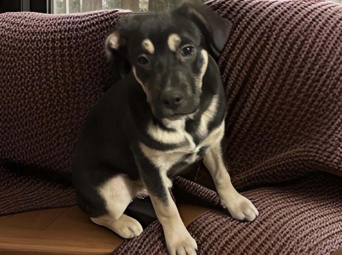 Groot, ADOPTABLE, Puppy Male German Shepherd Dog & Rottweiler.