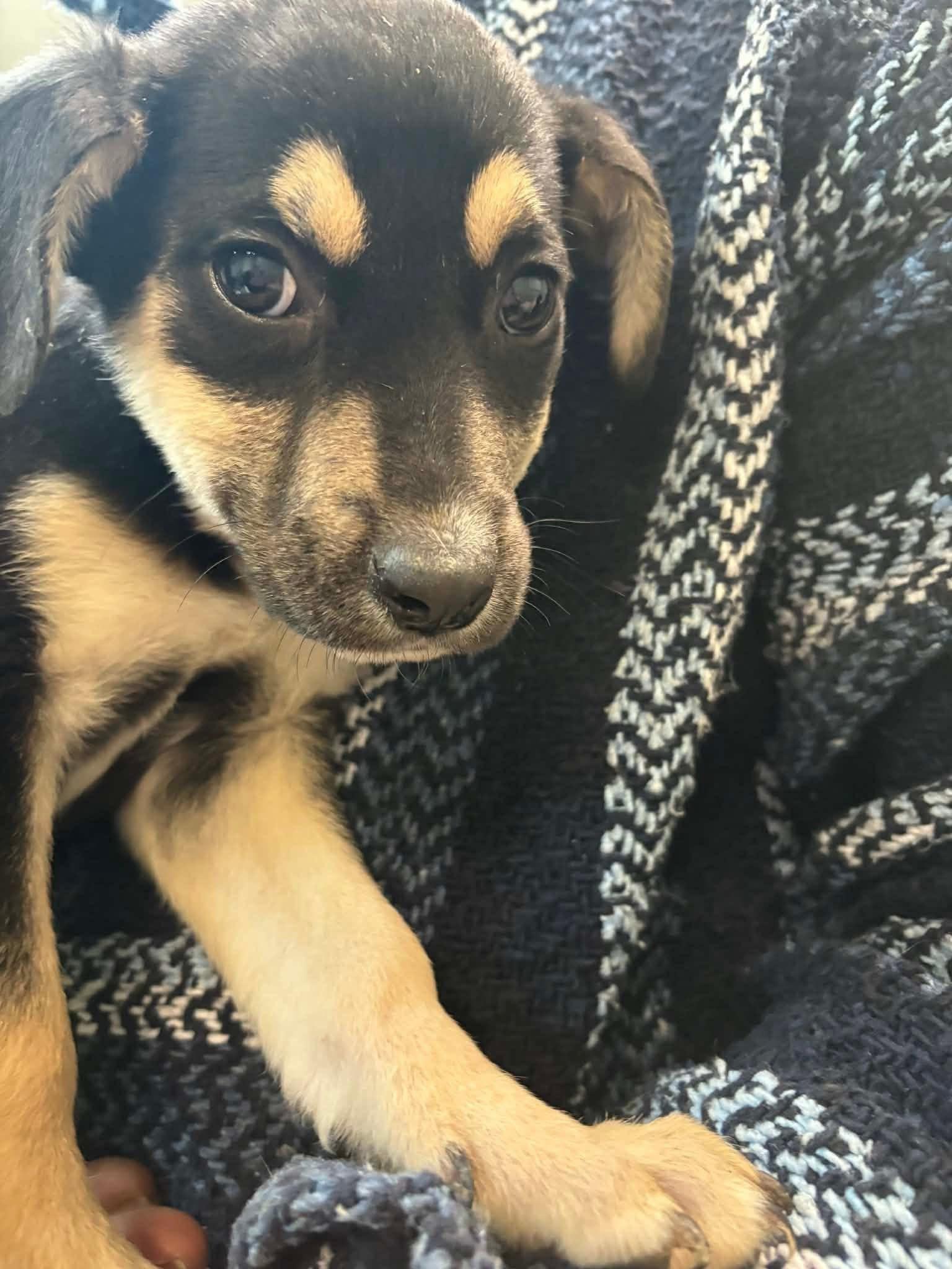 Enlarge Groot, a ADOPTABLE mixed breed in Woodbury, NJ image 1/3