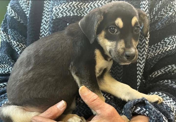 Enlarge Groot, a ADOPTABLE mixed breed in Woodbury, NJ image 3/3