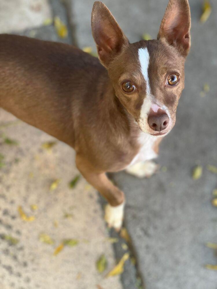 Enlarge Josh, a Adoptable mixed breed in Claremont, CA image 2/5