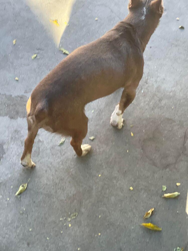 Enlarge Josh, a Adoptable mixed breed in Claremont, CA image 5/5